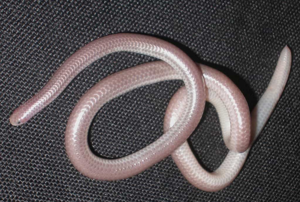 Western blind snake on black fabric background