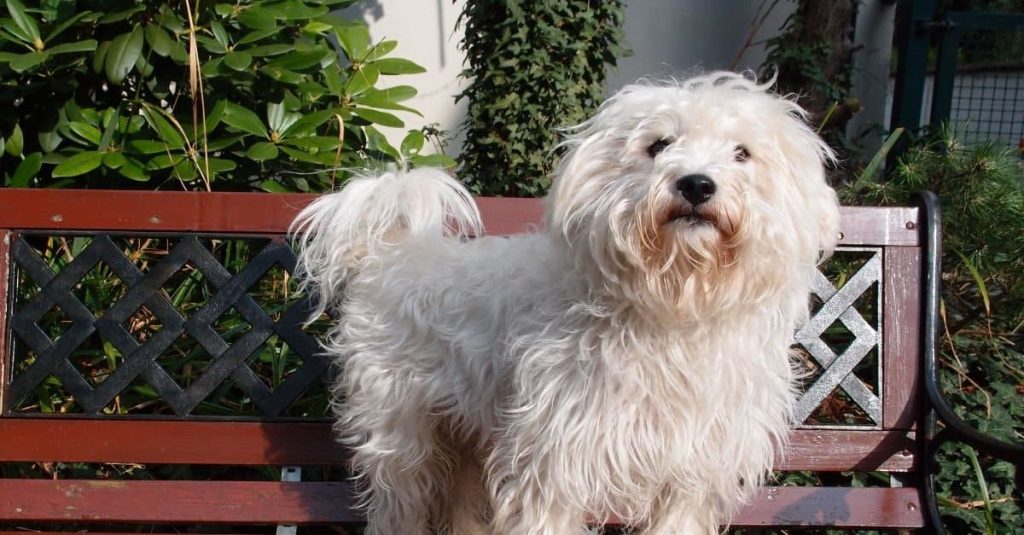 White westiepoo standing on a bench