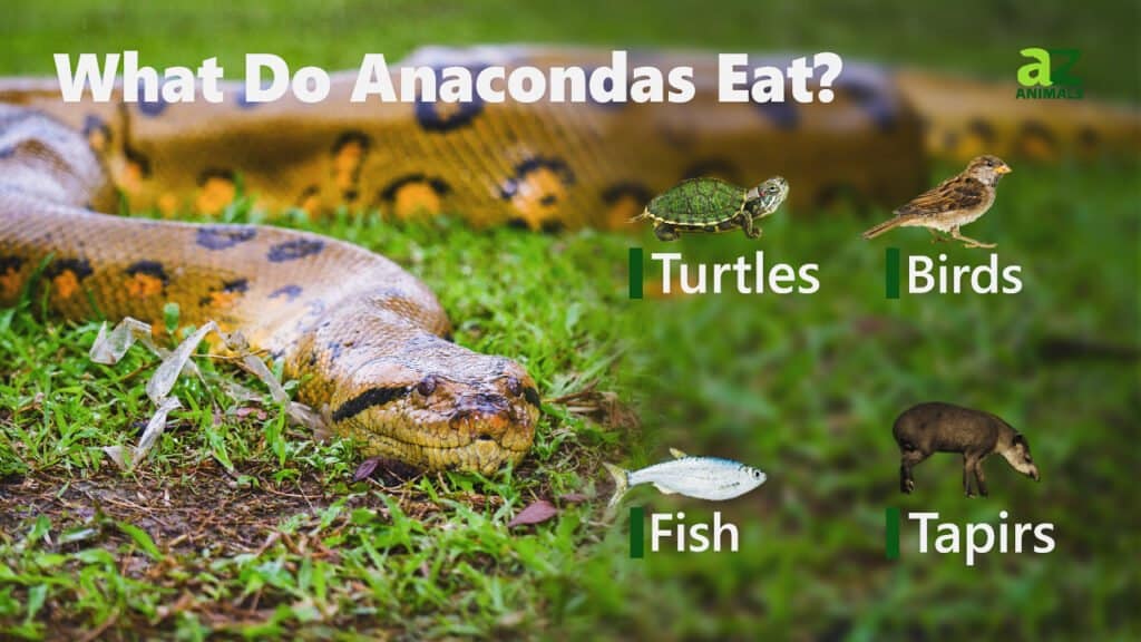 What Do Anacondas Eat