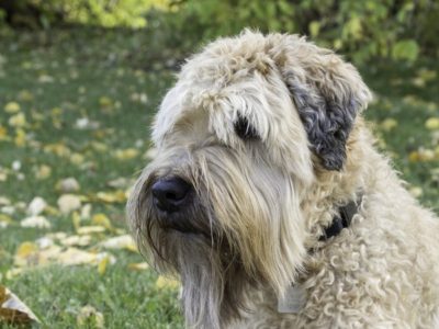 A Wheaten Terrier