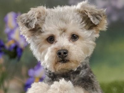 A Yorkie-poo