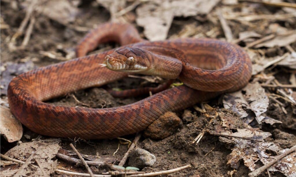 Juvenile amethystine python