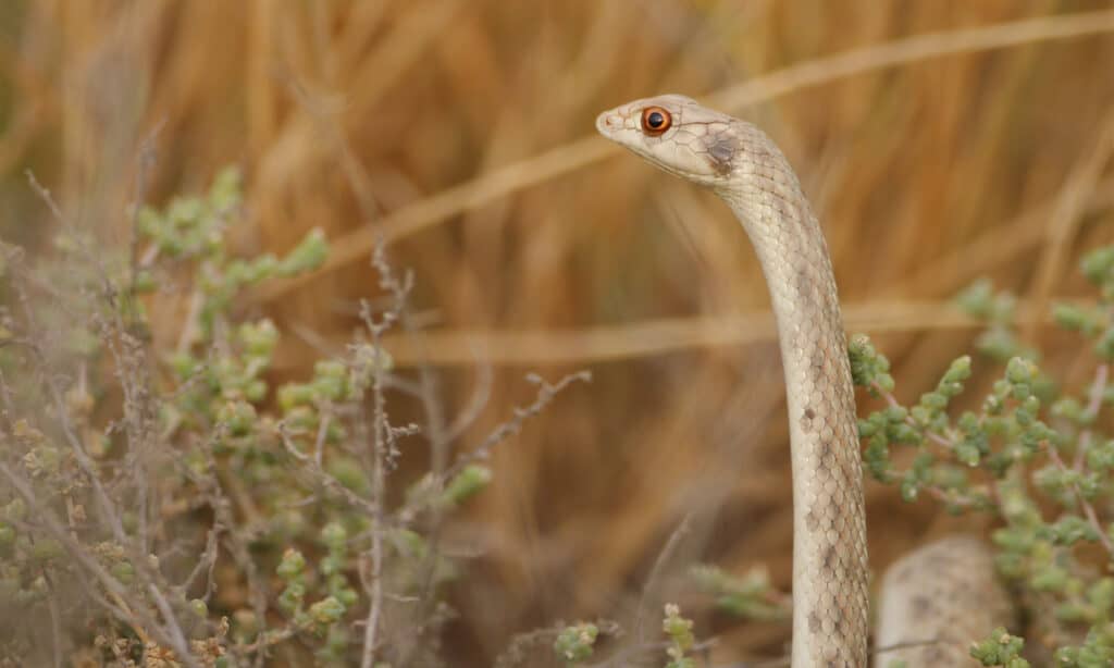 A false cobra standing upright