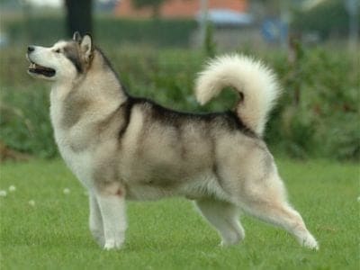 A Alaskan Malamute