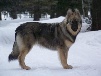 A American Alsatian