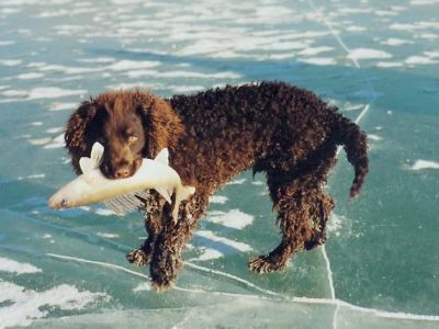 A American Water Spaniel