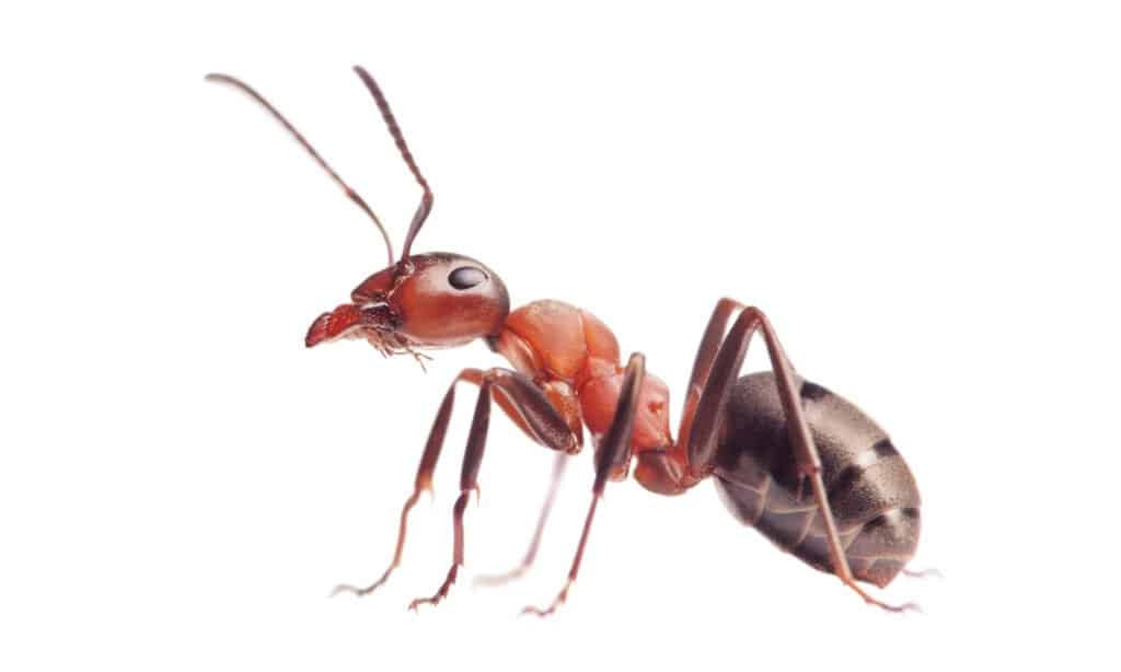 red ant isolated on a white background