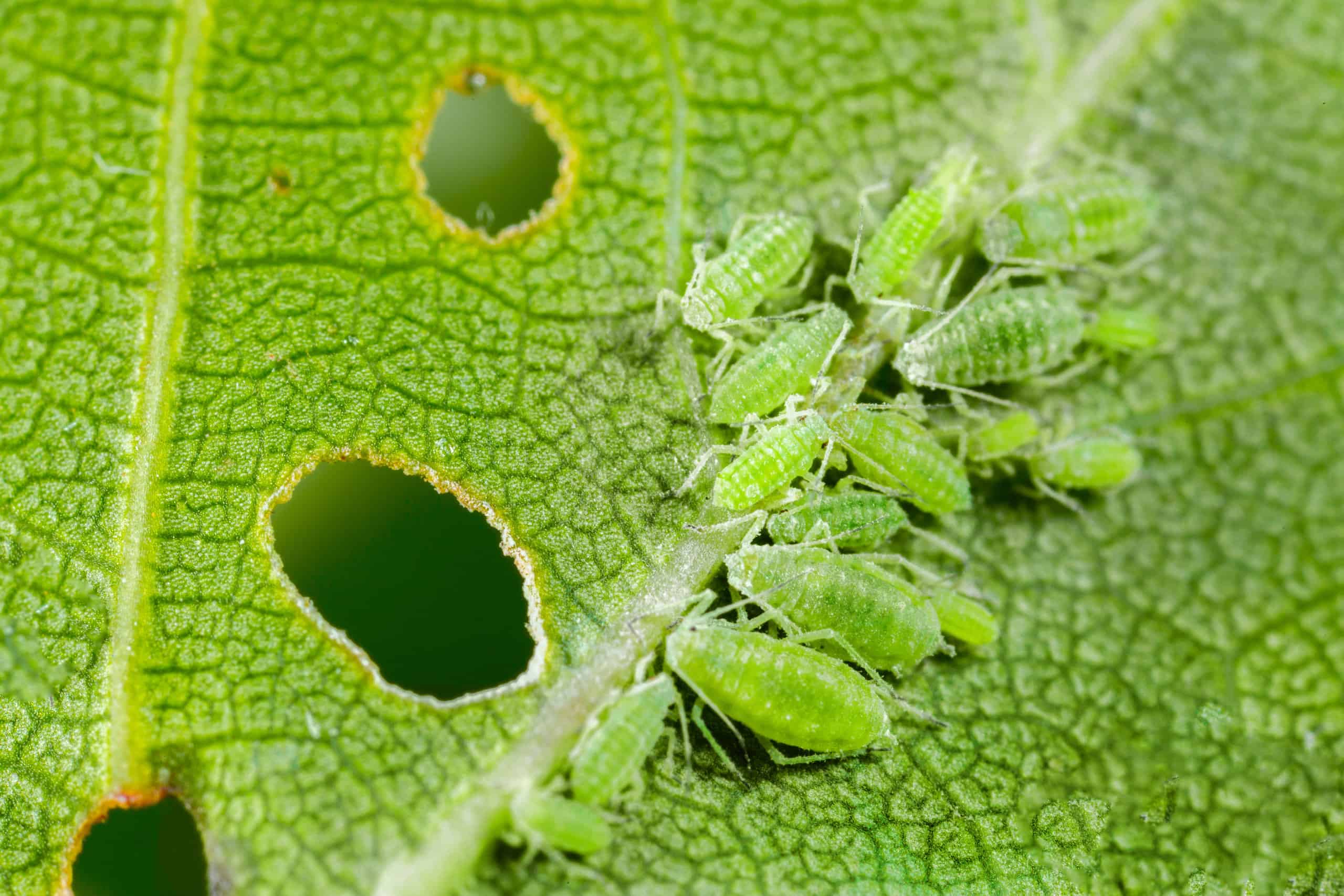 aaphids attacking leaf