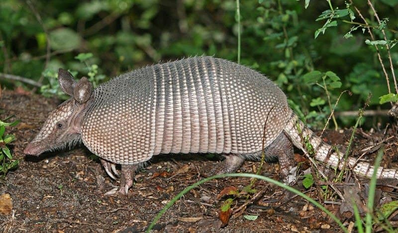 Armadillo walking on a dirt path