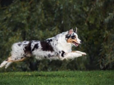 A Australian Shepherd