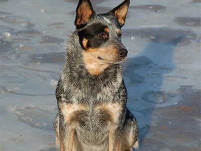 A Australian Cattle Dog