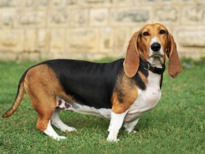 A Basset Hound