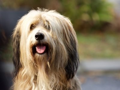 A Bearded Collie