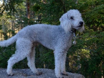 A Bedlington Terrier