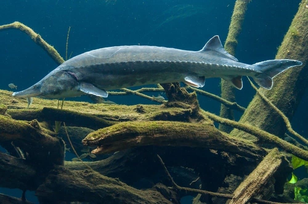 Underwater portrait of a Beluga sturgeon, also called European sturgeon (Huso huso)