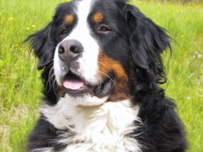 A Bernese Mountain Dog