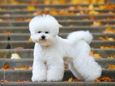 A Bichon Frise