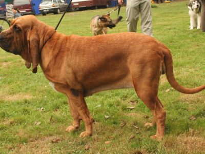 A Bloodhound