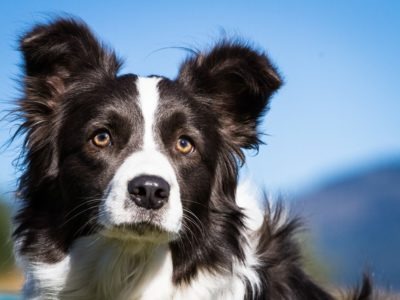 A Border Collie