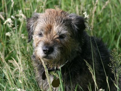 A Border Terrier