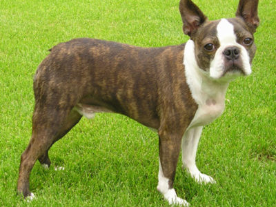 A Boston Terrier