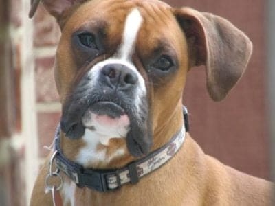 A Boxer Dog