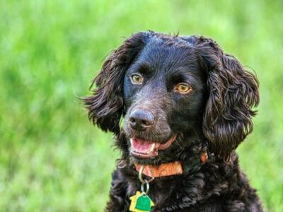 A Boykin Spaniel