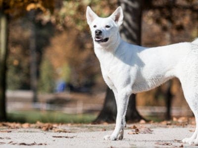 A Canaan Dog