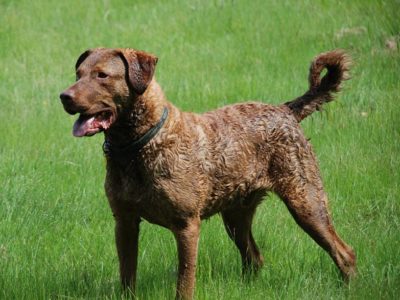 A Chesapeake Bay Retriever