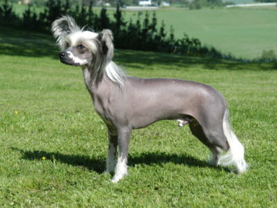 A Chinese Crested Dog