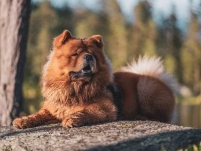 A Chow Chow