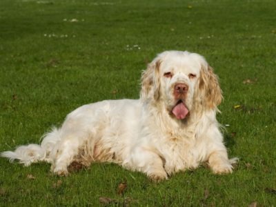 A Clumber Spaniel