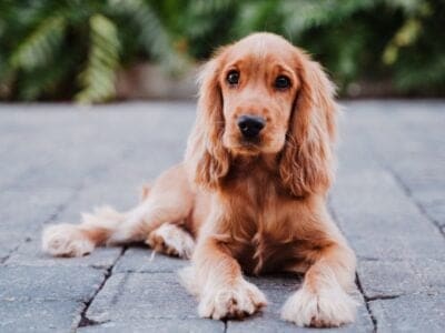 A Cocker Spaniel