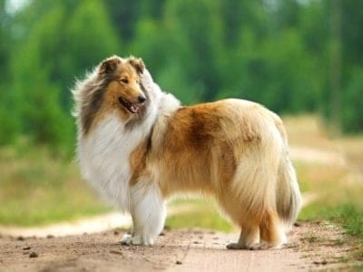 A Collie