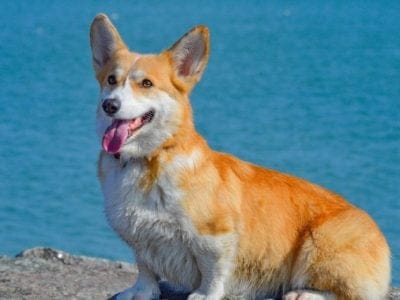 A Corgidor