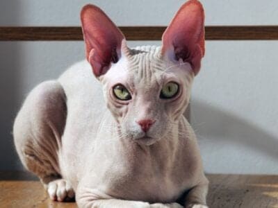 A Corn Rex Cat (Cornish Rex)