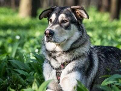 A Czechoslovakian Wolfdog