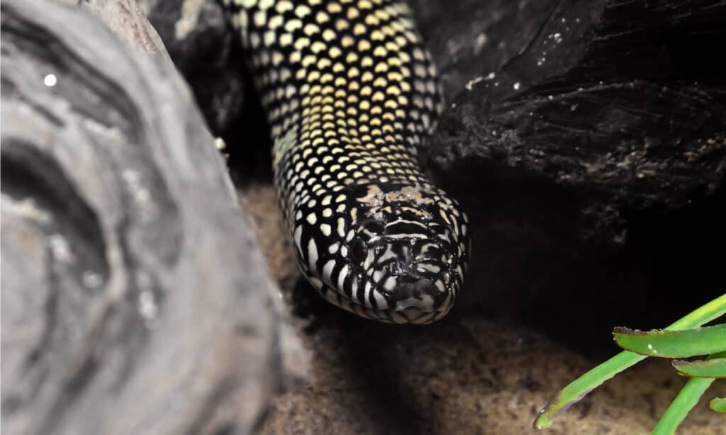 desert kingsnake