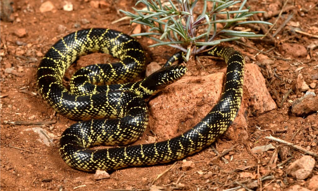 desert kingsnake