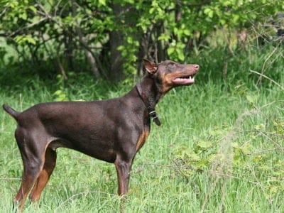 A Doberman Pinscher