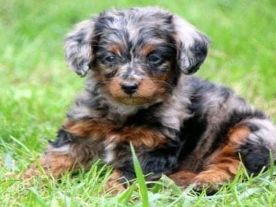 A Doxiepoo