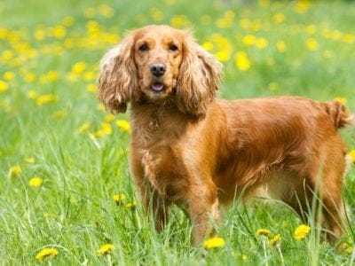 A English Cocker Spaniel