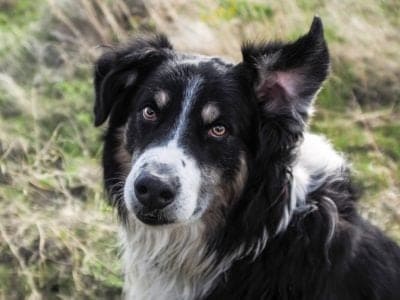 A English Shepherd