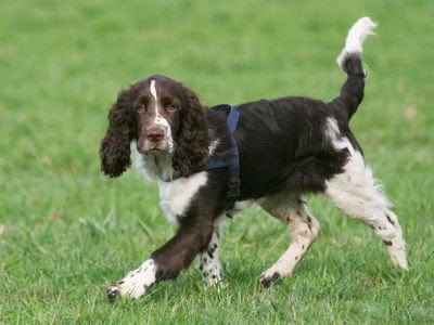 A English Springer Spaniel