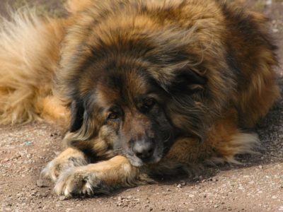 A Estrela Mountain Dog