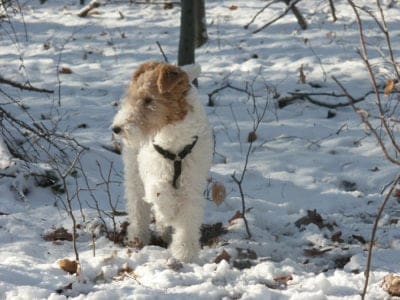 A Fox Terrier