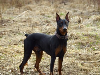 A German Pinscher