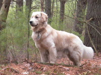 A Golden Retriever