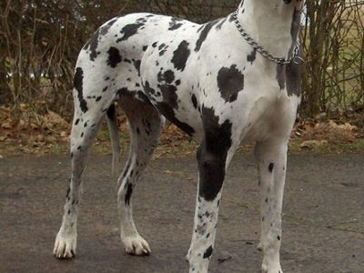 A Great Dane