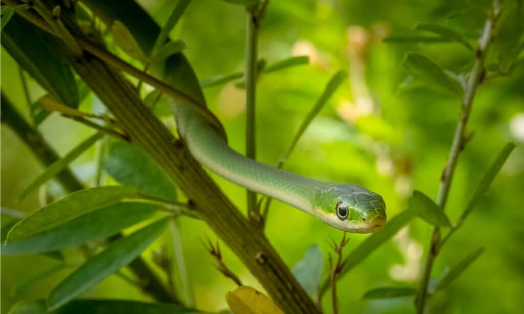 green snake in a tree